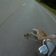 Motociclista travolge cervo e riesce a rimanere in sella06