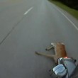 Motociclista travolge cervo e riesce a rimanere in sella09
