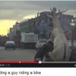 Capra "cavalca" un uomo in bicicletta: GUARDA IL VIDEO