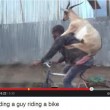 Capra "cavalca" un uomo in bicicletta: GUARDA IL VIDEO