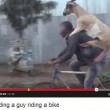 Capra "a cavallo" di un uomo in bicicletta: GUARDA IL VIDEO