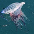 Una medusa aliena nell'Adriatico. E le altre 4 pericolose nei nostri mari (foto) 5