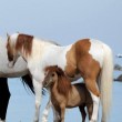 Charlie, pony più piccolo del mondo rapito e restituito per 3mila euro