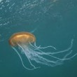 Una medusa aliena nell'Adriatico. E le altre 4 pericolose nei nostri mari (foto)