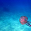 Una medusa aliena nell'Adriatico. E le altre 4 pericolose nei nostri mari (foto)