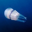 Una medusa aliena nell'Adriatico. E le altre 4 pericolose nei nostri mari (foto)3