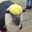 Colombia, quando le pecore giocano a calcio (VIDEO-FOTO) - 1
