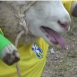 Colombia, quando le pecore giocano a calcio (VIDEO-FOTO) - 3