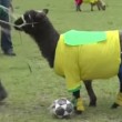 Colombia, quando le pecore giocano a calcio (VIDEO-FOTO) - 8