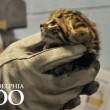 Allo zoo di Philadelphia nascono tre gatti dai piedi neri05