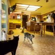 Cat House on The Kings", il santuario che a Los Angeles ospita 700 gatti10
