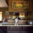 Cat House on The Kings", il santuario che a Los Angeles ospita 700 gatti03