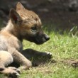 Cina, i cuccioli di lupo nati allo zoo di Shenyang03