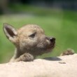 Cina, i cuccioli di lupo nati allo zoo di Shenyang02