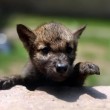 Cina, i cuccioli di lupo nati allo zoo di Shenyang01
