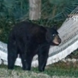 Florida, orso bruno si riposa sull'amaca in giardino01