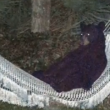 Florida, orso bruno si riposa sull'amaca in giardino02