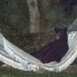 Florida, orso bruno si riposa sull'amaca in giardino03