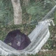 Florida, orso bruno si riposa sull'amaca in giardino04