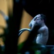 Croazia, giocatori fotografati nudi in piscina 2