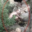 Cina, mistero del Gollum. Turista fotografa strana creatura nel bosco 12