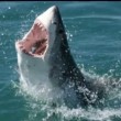 Australia, grosso squalo mangiato da misterioso mostro marino (VIDEO) - 4
