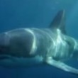 Australia, grosso squalo mangiato da misterioso mostro marino (VIDEO) - 2