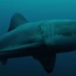 Australia, grosso squalo mangiato da misterioso mostro marino (VIDEO) - 1