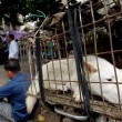 Cina, torna il festival della carne di cane di Yulin (foto, video)