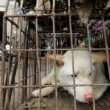 Cina, torna il festival della carne di cane di Yulin (foto, video) 2