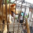 Cina, torna il festival della carne di cane di Yulin (foto, video) 3
