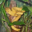 Snake Island, l'isola della vipera d'oro: il serpente più letale al mondo
