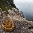 Snake Island, l'isola della vipera d'oro: il serpente più letale al mondo 1