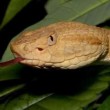 Snake Island, l'isola della vipera d'oro: il serpente più letale al mondo 3