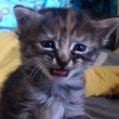 Gattino sempre triste, un fenomeno virale sul web 12