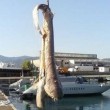 Squalo capopiatto di 4 metri recuperato a Corigliano Calabro (FOTO)