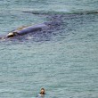 Balena lunga 18 metri al largo di Sydney03