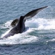 Balena lunga 18 metri al largo di Sydney01
