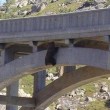 California, orso spaventato si nasconde sotto il ponte dell'autostrada05