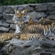 Tigre siberiana: quattro cuccioli nati allo zoo di Novosibirsk FOTO