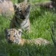 Tigre siberiana: quattro cuccioli nati allo zoo di Novosibirsk FOTO