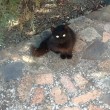 Vacanze in Sardegna, villa...con gatti. Una tribù ci ha invasi FOTO 2