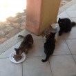 Vacanze in Sardegna, villa...con gatti. Una tribù ci ha invasi FOTO 4