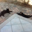 Vacanze in Sardegna, villa...con gatti. Una tribù ci ha invasi FOTO 5