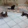 Vacanze in Sardegna, villa...con gatti. Una tribù ci ha invasi FOTO 8