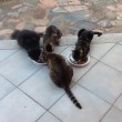 Vacanze in Sardegna, villa...con gatti. Una tribù ci ha invasi FOTO 9
