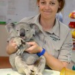 Koala viaggia 90 km appeso ad un'auto. I veterinari: "Solo un'unghia spezzata02