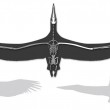 Pelagornis sandersi, uccello gigante: 7m apertura alare, visse 28mln di anni