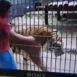 Salta le barriere e accarezza la tigre. Morso, braccio amputato FOTO-VIDEO 3