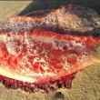 Misterioso mollusco su spiaggia australiana05